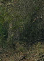 ftwd601_scnet_1401.jpg