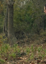ftwd601_scnet_1442.jpg