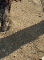 ftwd601_scnet_2544.jpg