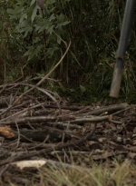 twd1116_scnet_0553.jpg
