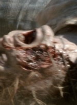 twd2x08_0037.jpg