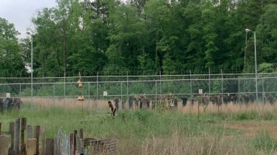 thewalkingdead0401-0051.jpg