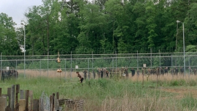 thewalkingdead0401-0054.jpg