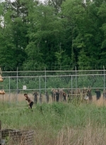 thewalkingdead0401-0054.jpg