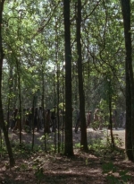 twd905_1966.jpg