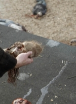 twd1119_scnet_2093.jpg